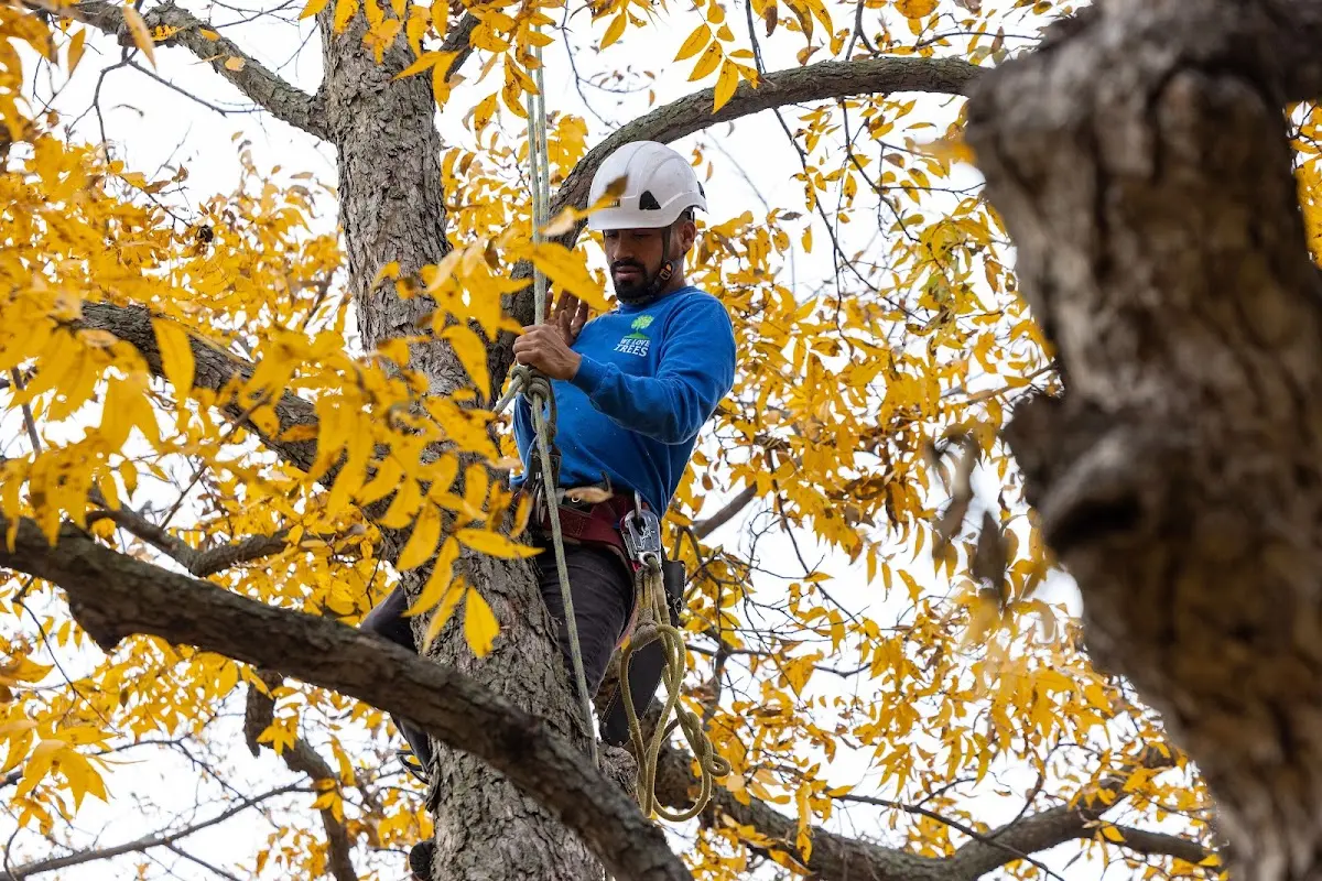Skilled Tree Planting crew working in Mansfield
